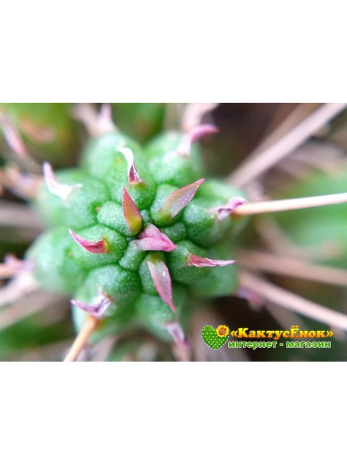 Молочай почти сосочковый форма Мини (Euphorbia submammillaris f. Mini, эуфорбия маммилярис)