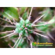 Молочай почти сосочковый форма Мини (Euphorbia submammillaris f. Mini, эуфорбия маммилярис)