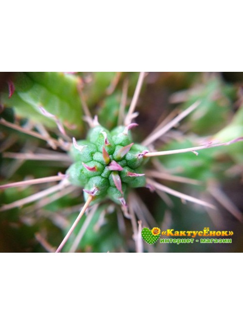 Молочай почти сосочковый форма Мини (Euphorbia submammillaris f. Mini, эуфорбия маммилярис)