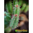 Молочай почти сосочковый форма Мини (Euphorbia submammillaris f. Mini, эуфорбия маммилярис)