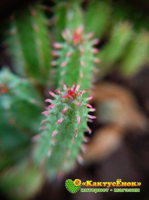 Молочай почти сосочковый форма Мини (Euphorbia submammillaris f. Mini, эуфорбия маммилярис)