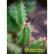 Молочай почти сосочковый форма Мини (Euphorbia submammillaris f. Mini, эуфорбия маммилярис)