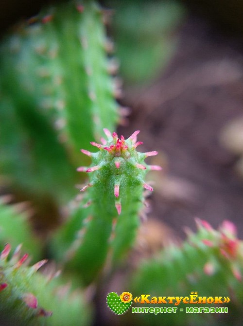 Молочай почти сосочковый форма Мини (Euphorbia submammillaris f. Mini, эуфорбия маммилярис)