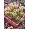 Молочай почти сосочковый форма Мини (Euphorbia submammillaris f. Mini, эуфорбия маммилярис)