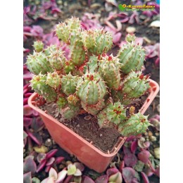 Молочай почти сосочковый форма Мини (Euphorbia submammillaris f. Mini, эуфорбия маммилярис)
