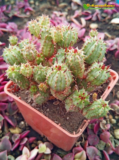 Молочай почти сосочковый форма Мини (Euphorbia submammillaris f. Mini, эуфорбия маммилярис)