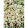 Молочай почти сосочковый форма Мини (Euphorbia submammillaris f. Mini, эуфорбия маммилярис)