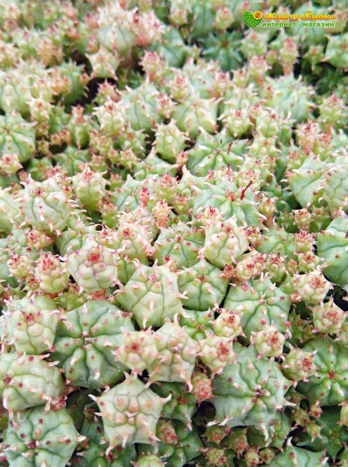 Молочай почти сосочковый форма Мини (Euphorbia submammillaris f. Mini, эуфорбия маммилярис)