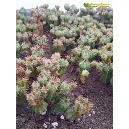 Молочай почти сосочковый форма Мини (Euphorbia submammillaris f. Mini, эуфорбия маммилярис)