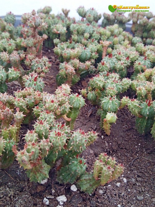 Молочай почти сосочковый форма Мини (Euphorbia submammillaris f. Mini, эуфорбия маммилярис)