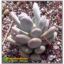 Листовой черенок Пахифитум яйценосный (Pachyphytum oviferum, пахифитум овиферум) Не укоренённый 