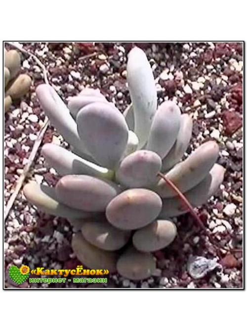Листовой черенок Пахифитум яйценосный (Pachyphytum oviferum, пахифитум овиферум) Не укоренённый 