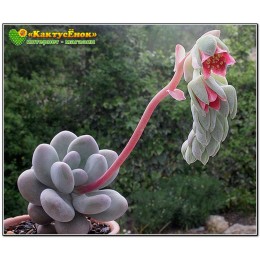 Листовой черенок Пахифитум яйценосный (Pachyphytum oviferum, пахифитум овиферум) Не укоренённый