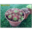 Молодило отпрысковое (Sempervivum soboliferum, семпервивум соболиферум)