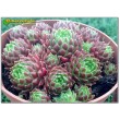 Молодило отпрысковое (Sempervivum soboliferum, семпервивум соболиферум)