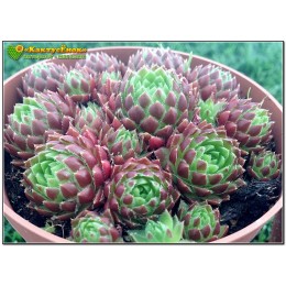 Молодило отпрысковое (Sempervivum soboliferum, семпервивум соболиферум)