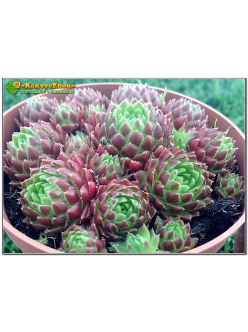 Молодило отпрысковое (Sempervivum soboliferum, семпервивум соболиферум)