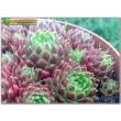 Молодило отпрысковое (Sempervivum soboliferum, семпервивум соболиферум)