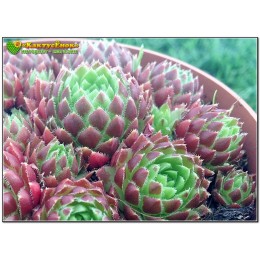 Молодило отпрысковое (Sempervivum soboliferum, семпервивум соболиферум)