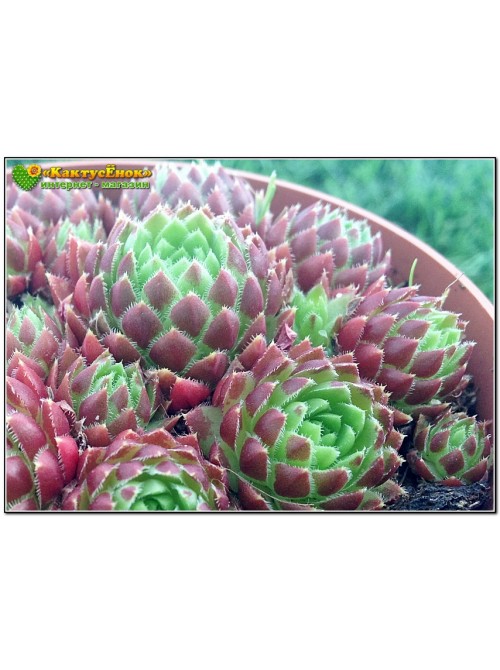 Молодило отпрысковое (Sempervivum soboliferum, семпервивум соболиферум)