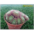 Молодило реснитчатое (Sempervivum ciliosum, семпервивум цилиосум)