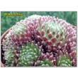 Молодило реснитчатое (Sempervivum ciliosum, семпервивум цилиосум)