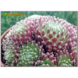Молодило реснитчатое (Sempervivum ciliosum, семпервивум цилиосум)