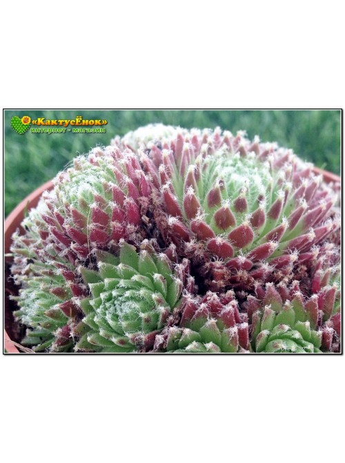 Молодило реснитчатое (Sempervivum ciliosum, семпервивум цилиосум)