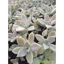 2 листовых черенка Граптопеталум парагвайский (Graptopetalum  paraguayense)