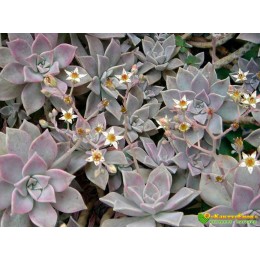 2 листовых черенка Граптопеталум парагвайский (Graptopetalum  paraguayense)