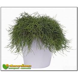 Черенок Рипсалис волосовидный (Rhipsalis capilliformis)
