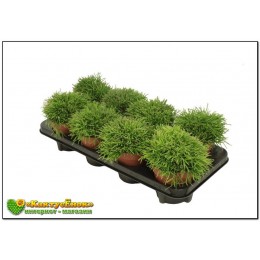 Черенок Рипсалис волосовидный (Rhipsalis capilliformis)