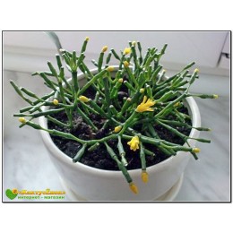Черенок с несколькими сегментами Хатиора солеросовая (Hatiora salicornioides)