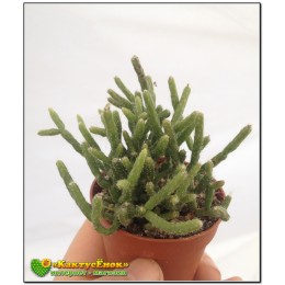  Укоренённый черенок с несколькими сегментами Рипсалис Барчела (Rhipsalis burchellii, рипсалис бурчелли)