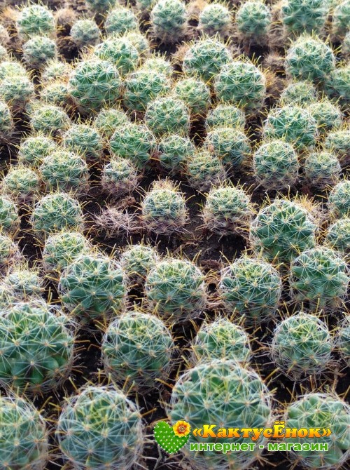 Маммиллярия Вильда (Mammillaria wildii)