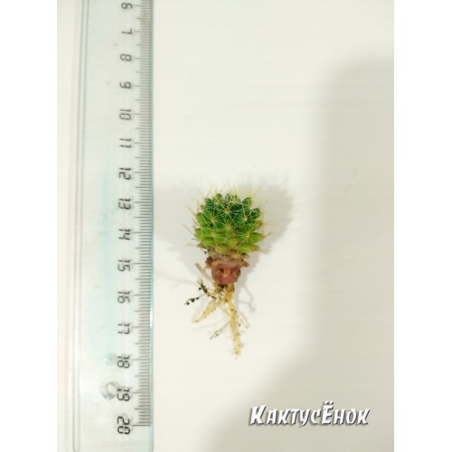 Маммиллярия Вильда (Mammillaria wildii)