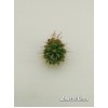 Маммиллярия Вильда (Mammillaria wildii)