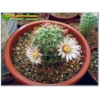 Маммиллярия Вильда (Mammillaria wildii)