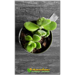 Черенок Котиледон войлочный (Cotyledon tomentosa, котиледон томентоза)