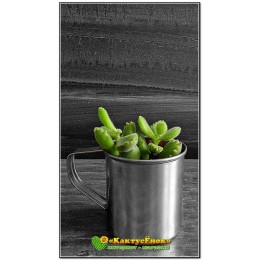 Черенок Котиледон войлочный (Cotyledon tomentosa, котиледон томентоза)