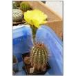 Эхинопсис золотистый (Echinopsis (Lobivia) aurea v. Shaferi) 