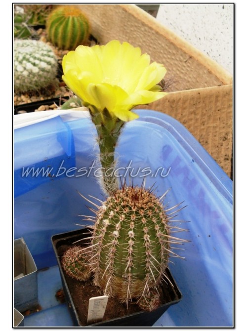 Эхинопсис золотистый (Echinopsis (Lobivia) aurea v. Shaferi) 