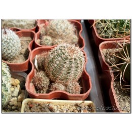 Эхинопсис золотистый (Echinopsis (Lobivia) aurea v. Shaferi)