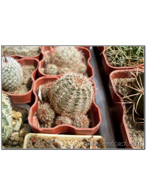 Эхинопсис золотистый (Echinopsis (Lobivia) aurea v. Shaferi) 