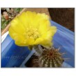 Эхинопсис золотистый (Echinopsis (Lobivia) aurea v. Shaferi) 