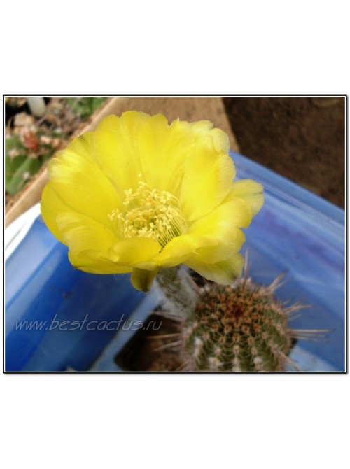 Эхинопсис золотистый (Echinopsis (Lobivia) aurea v. Shaferi) 