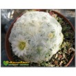 Маммиллярия перистая (Маммиллярия плюмоза, Mammillaria plumosa)