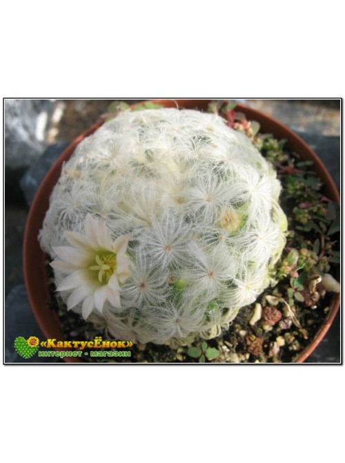 Маммиллярия перистая (Маммиллярия плюмоза, Mammillaria plumosa)