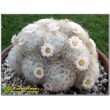 Маммиллярия перистая (Маммиллярия плюмоза, Mammillaria plumosa)