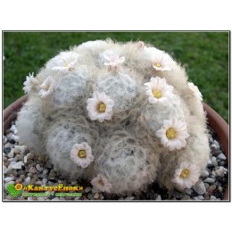Маммиллярия перистая (Маммиллярия плюмоза, Mammillaria plumosa)